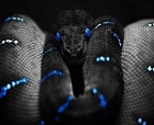 Snake_019